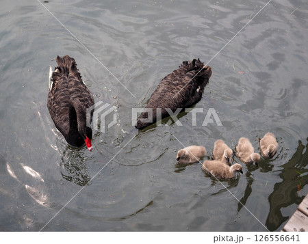 中国・上海辰山植物園・黒鳥ファミリー 中国・上海辰山植物園・黒鳥ファミリー 126556641