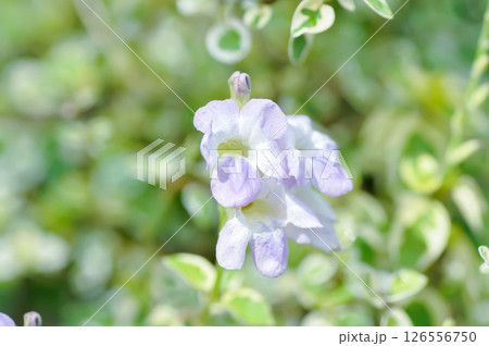 Asystasia gangetica or Asystasia gangetica St Johns or Ganges Primrose, Ganges River asystacia or Chinese violet 126556750