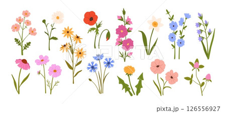 Wildflowers. Blooming garden spring and summer flowers. Meadow herbs and field plants. Daisy, poppy and dandelion, chamomile and cornflower. Hand drawn floral vector set 126556927