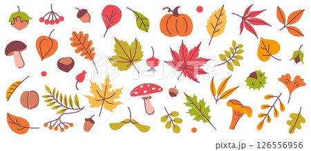 Autumn elements. Leaves, mushroom and acorn, chestnut and pumpkin, berry. Yellow, orange and red, green tree foliage fall season, harvest hand drawn elements. Vector set Autumn elements. Leaves, mushroom and acorn, chestnut and pumpkin, berry. Yellow, orange and red, green tree foliage fall season, harvest hand drawn elements. Vector set 126556956