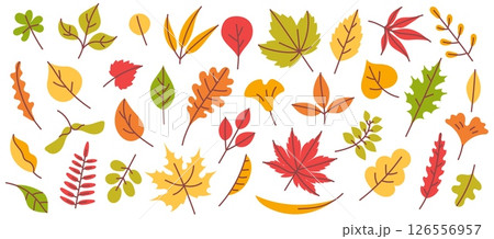 Autumn leaves. Fall season leaf, yellow, orange and red, green tree foliage, hand drawn forest leafage, plant elements. Maple, oak and birch, willow leaves. Vector set 126556957