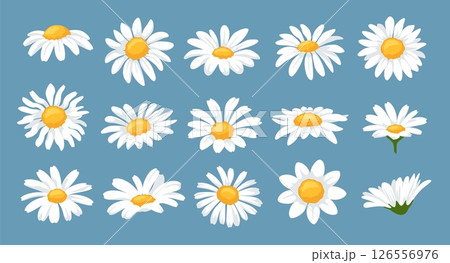 Daisy flower heads. Chamomile blossoms, garden flowers with white petals and yellow center for floral design. Cartoon daisies isolated vector illustration set Daisy flower heads. Chamomile blossoms, garden flowers with white petals and yellow center for floral design. Cartoon daisies isolated vector illustration set 126556976