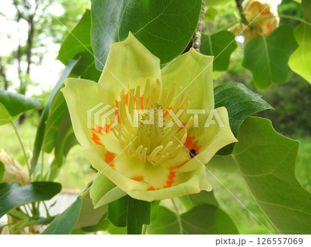 ユリノキ(百合の木)の花 ユリノキ(百合の木)の花 126557069