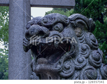 雨に濡れた神社の狛犬 雨に濡れた神社の狛犬 126557341
