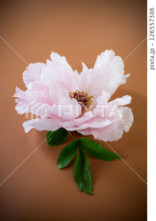 Pink peony with lush petals on brown background from above 126557386