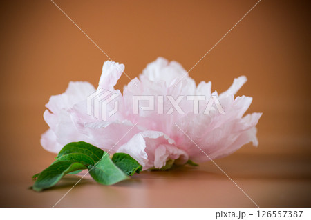 Single large peony flower in pastel colors from above Single large peony flower in pastel colors from above 126557387