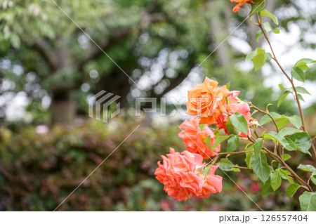 オレンジのバラ バラの花 花 初夏 夏 素材 オレンジのバラ バラの花 花 初夏 夏 素材 126557404