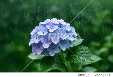 雨の日のアジサイと雨 126557424