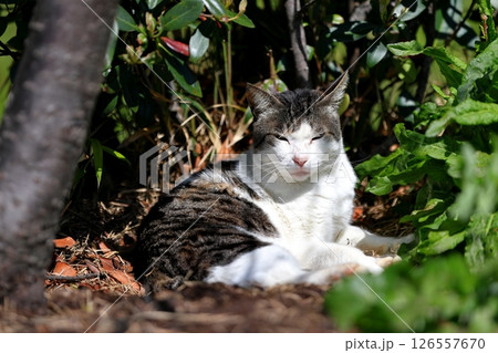 野良猫 野良猫 126557670