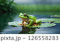 蓮の葉の上で休むカエル 126558283