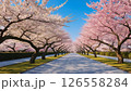 満開の桜並木が続く道 126558284