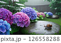 水に浮かぶ紫陽花 126558288
