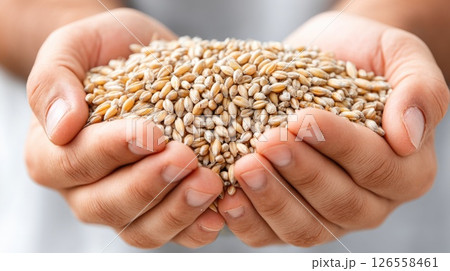 Golden Wheat Grains Cascading from Hands 126558461