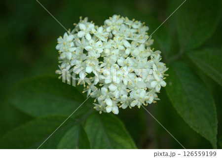 初夏に咲くセイヨウニワトコの花 初夏に咲くセイヨウニワトコの花 126559199