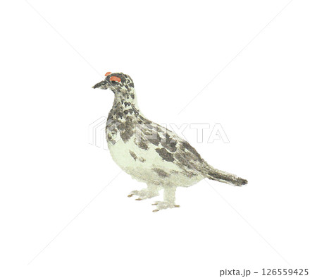 水彩絵の具で描いた夏毛の雷鳥 水彩絵の具で描いた夏毛の雷鳥 126559425