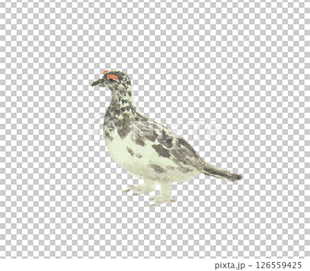 用水彩畫成的夏色雷鳥 126559425