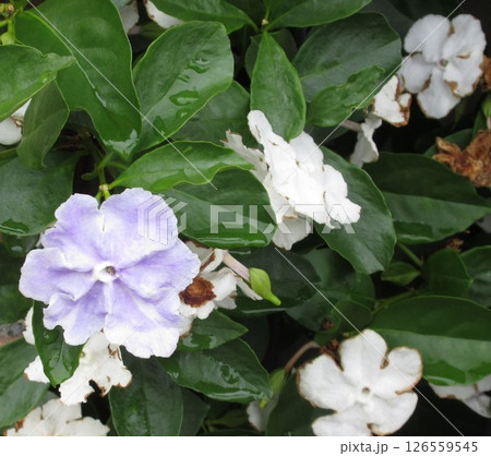 ブルンフェルシア・パウシフローラの青紫の花々 ブルンフェルシア・パウシフローラの青紫の花々 126559545