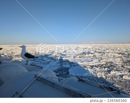 網走オホーツク海 流氷 知床三山を望む オオセグロカモメの映り込み 網走オホーツク海 流氷 知床三山を望む オオセグロカモメの映り込み 126560160