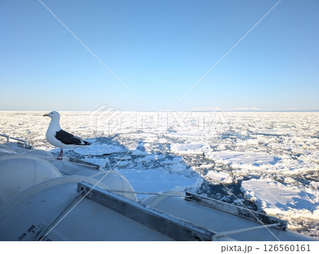 網走オホーツク海 流氷 知床三山を望む オオセグロカモメの映り込み 126560161