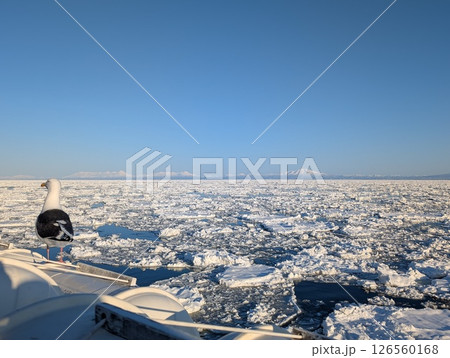 網走オホーツク海 流氷 知床三山を望む オオセグロカモメの映り込み 網走オホーツク海 流氷 知床三山を望む オオセグロカモメの映り込み 126560168