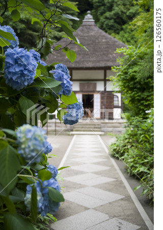 静寂の明月院 静寂の明月院 126560175
