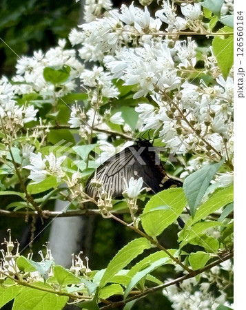 白い花ウツギの花の蜜を吸うジャコウアゲハ蝶 白い花ウツギの花の蜜を吸うジャコウアゲハ蝶 126560184
