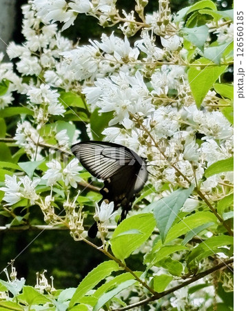 白い花ウツギの花の蜜を吸うジャコウアゲハ蝶 白い花ウツギの花の蜜を吸うジャコウアゲハ蝶 126560185