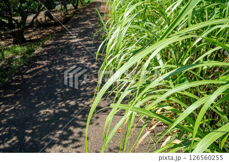 歩道脇の雑草 126560255