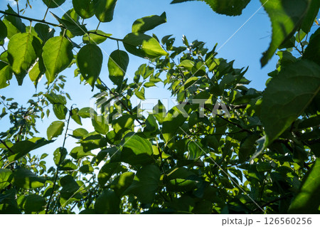 見上げたら緑の葉 126560256