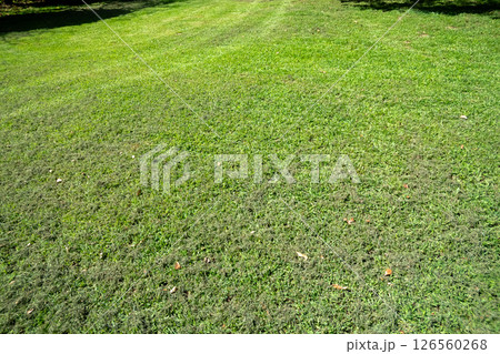 芝刈り後 126560268