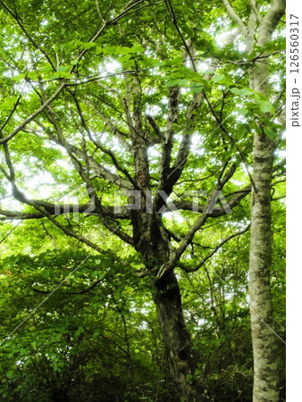 新緑の樹木 新緑の樹木 126560317