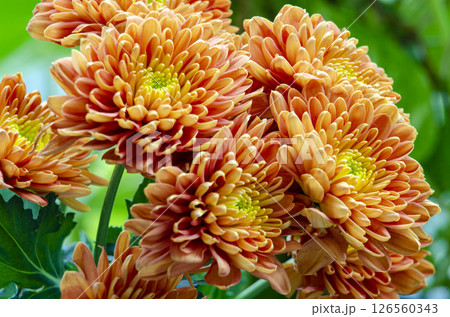 Warm orange and pink chrysanthemum captured in bright outdoor garden 126560343