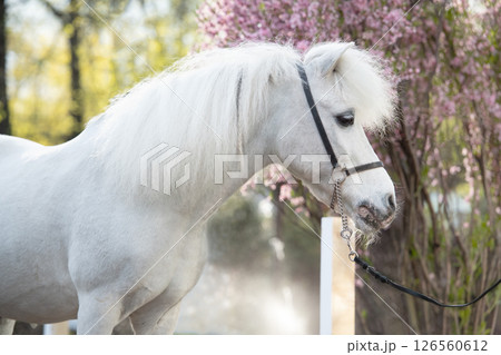 portrait of beautiful cute white pony with chic mane posing against blossoming almond bush. at evening 126560612