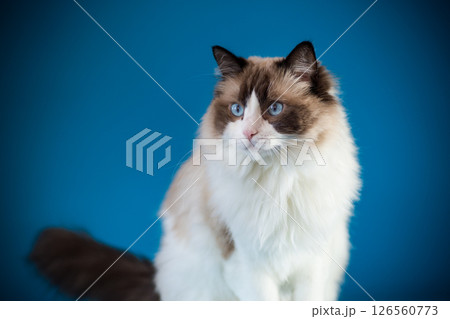 Beautiful Ragdoll cat with blue eyes 126560773