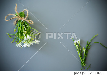 Bunch of spring snowdrops on a gray background 126560795