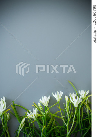 Floral background of spring snowdrops on a gray background 126560799