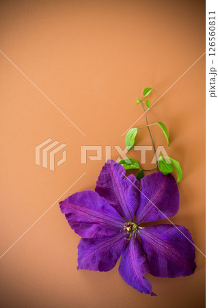 Single purple clematis flower from above with brown background Single purple clematis flower from above with brown background 126560811