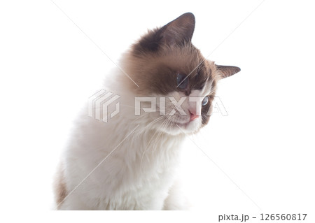 Purebred domestic cat Ragdoll on white background Purebred domestic cat Ragdoll on white background 126560817