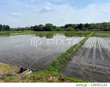 水鏡に映る初夏の田んぼ 126561120