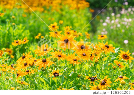 無人 花 フラワー 126561203