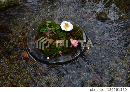 小川に浮かぶ椿 126561380