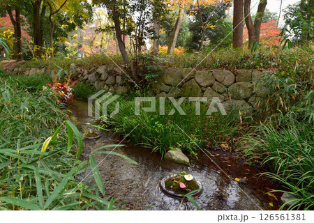 小川の中の生花 126561381