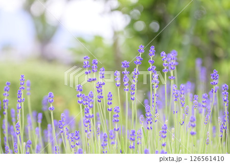 イングリッシュラベンダー ラベンダー畑 花畑 イメージ 126561410