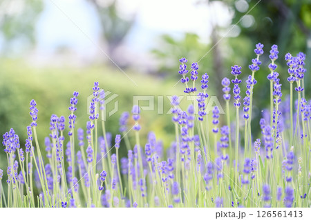 イングリッシュラベンダー ラベンダー畑 花畑 イメージ 126561413
