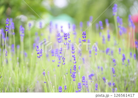 イングリッシュラベンダー ラベンダー畑 花畑 イメージ 126561417