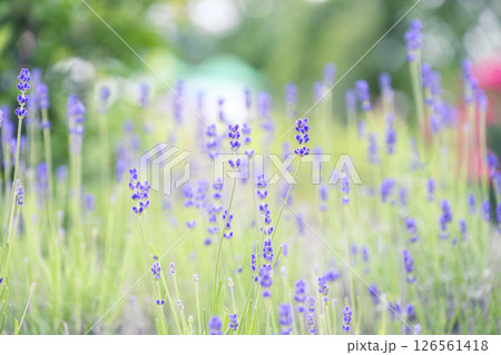 イングリッシュラベンダー ラベンダー畑 花畑 イメージ 126561418