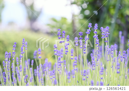イングリッシュラベンダー ラベンダー畑 花畑 イメージ 126561421