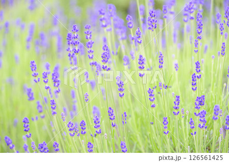 イングリッシュラベンダー ラベンダー畑 花畑 イメージ 126561425