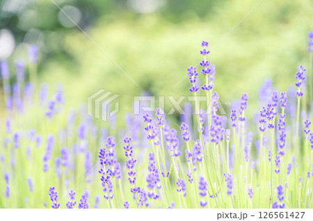 イングリッシュラベンダー ラベンダー畑 花畑 イメージ イングリッシュラベンダー ラベンダー畑 花畑 イメージ 126561427