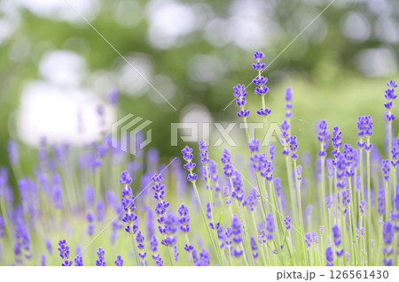 イングリッシュラベンダー ラベンダー畑 花畑 イメージ 126561430